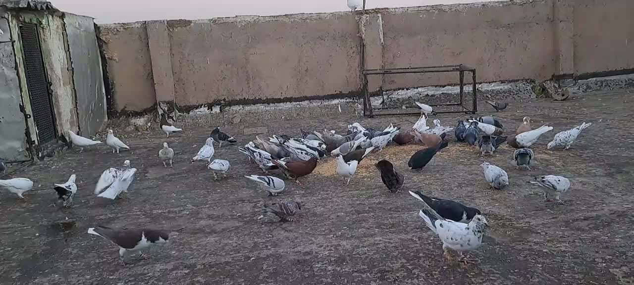 تعداد سنگین آجیل تاکستانن وسلام|پرنده|قزوین, |دیوار