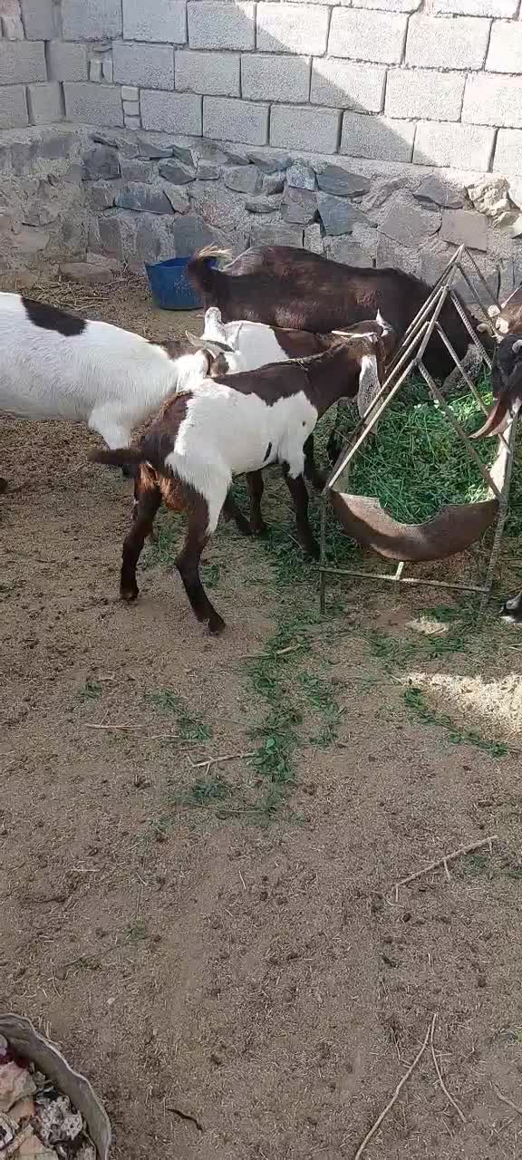 گوسفند|حیوانات مزرعه|سراوان, |دیوار