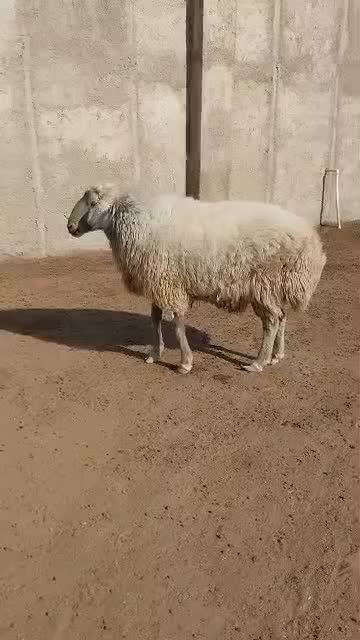 قوچ کبود ۳ ساله فروشی(قوچ بز میش بره)|حیوانات مزرعه|جوادآباد, |دیوار