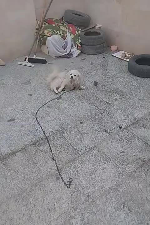 سک پشمی|سگ|اهواز, کوی مهدیس|دیوار