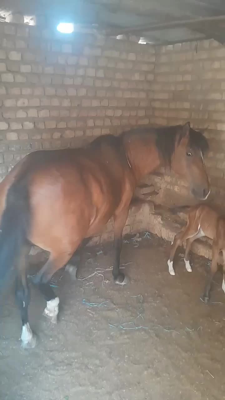 اسب|اسب و تجهیزات اسب‌سواری|قمرود, |دیوار