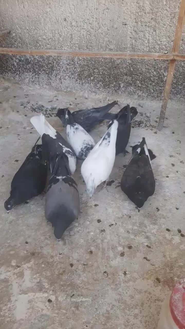 ده عددکبوترگرفتنی|پرنده|شاهرود, |دیوار