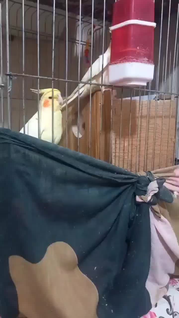 کلا|پرنده|اهر, |دیوار