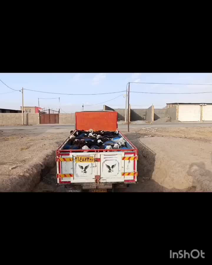 بره نر افشار و بروجردی برای داشتی|حیوانات مزرعه|کلات (خراسان), |دیوار