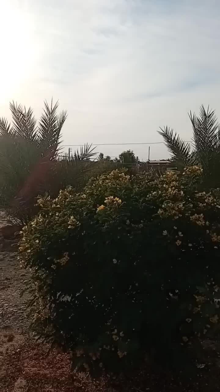 باغ شهری مجموعه باغ زیتون ثبوت ۲|فروش خانه و ویلا|برازجان, |دیوار