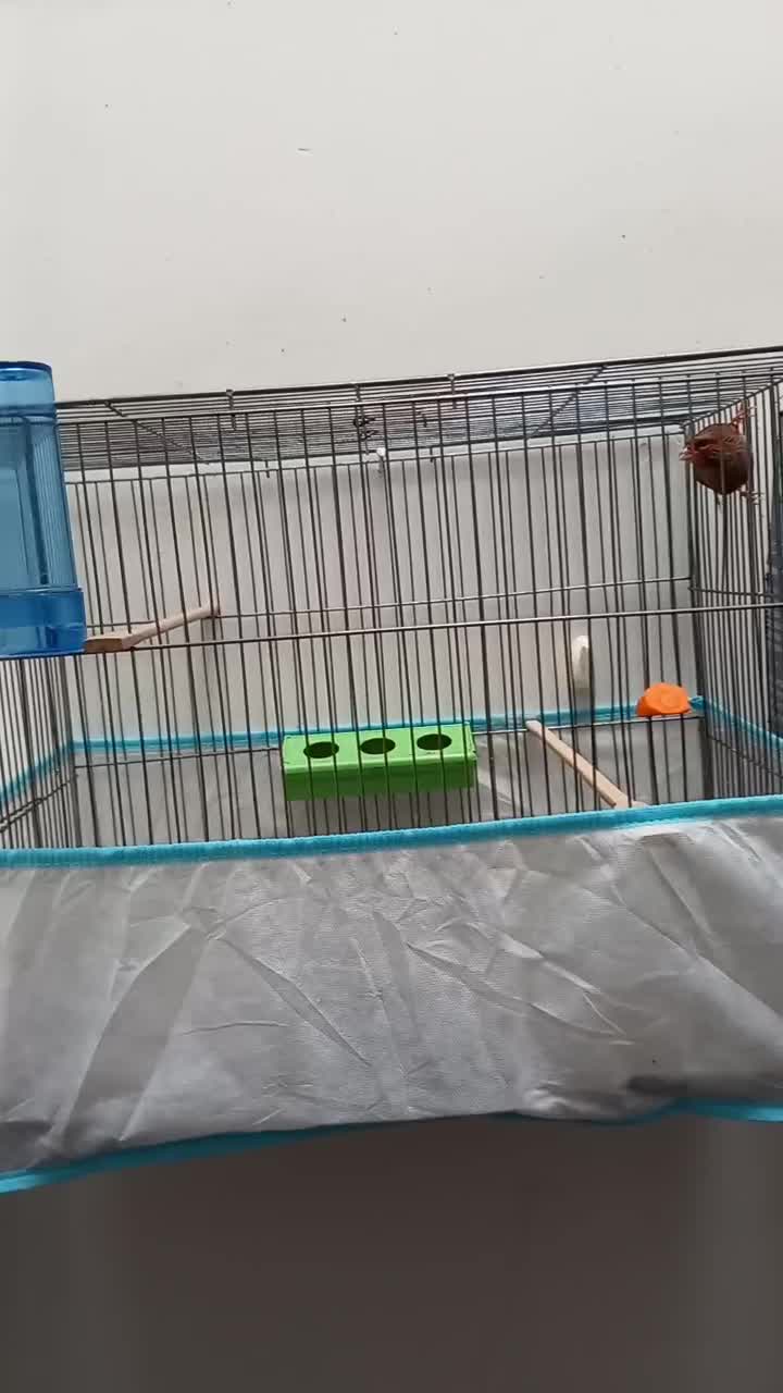 قناری|پرنده|خرم‌آباد, |دیوار