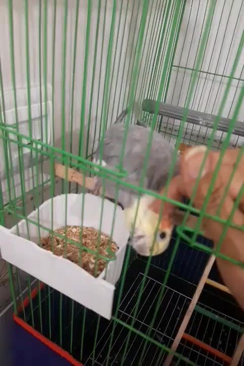 عروس هلندی اهل|پرنده|کرمان, |دیوار