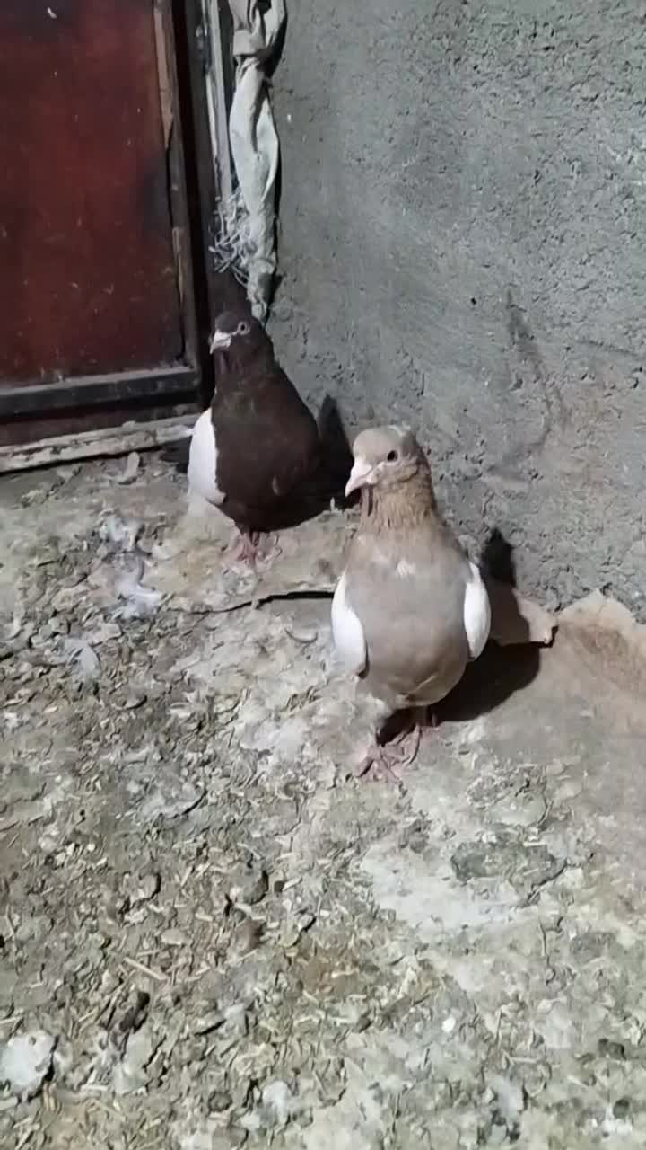 کبوتر جفتگاه|پرنده|میان جلگه, |دیوار