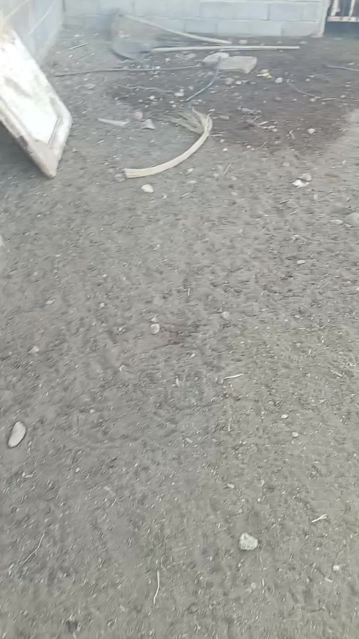 کهره نر بره بز میش قوچ|حیوانات مزرعه|کوار, |دیوار