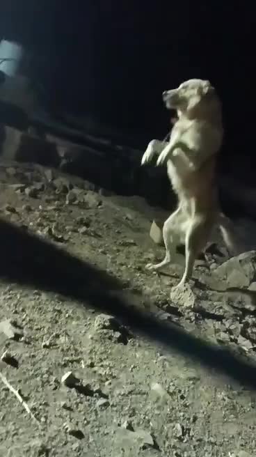 این سگ گم شده|حیوانات|قلقل رود, |دیوار