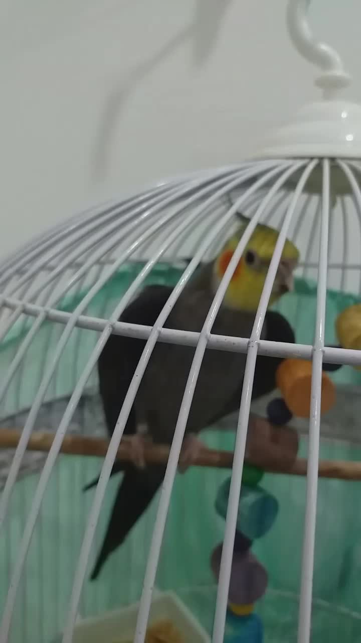 عروس هلندی|پرنده|آمل, |دیوار