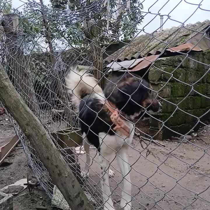 سگ گله|سگ|زیباکنار, |دیوار