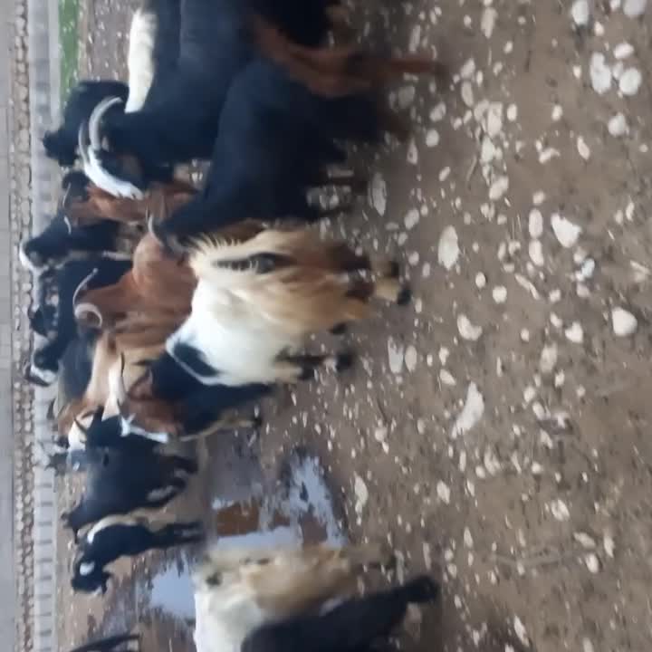 فروش بز|حیوانات مزرعه|بهبهان, |دیوار