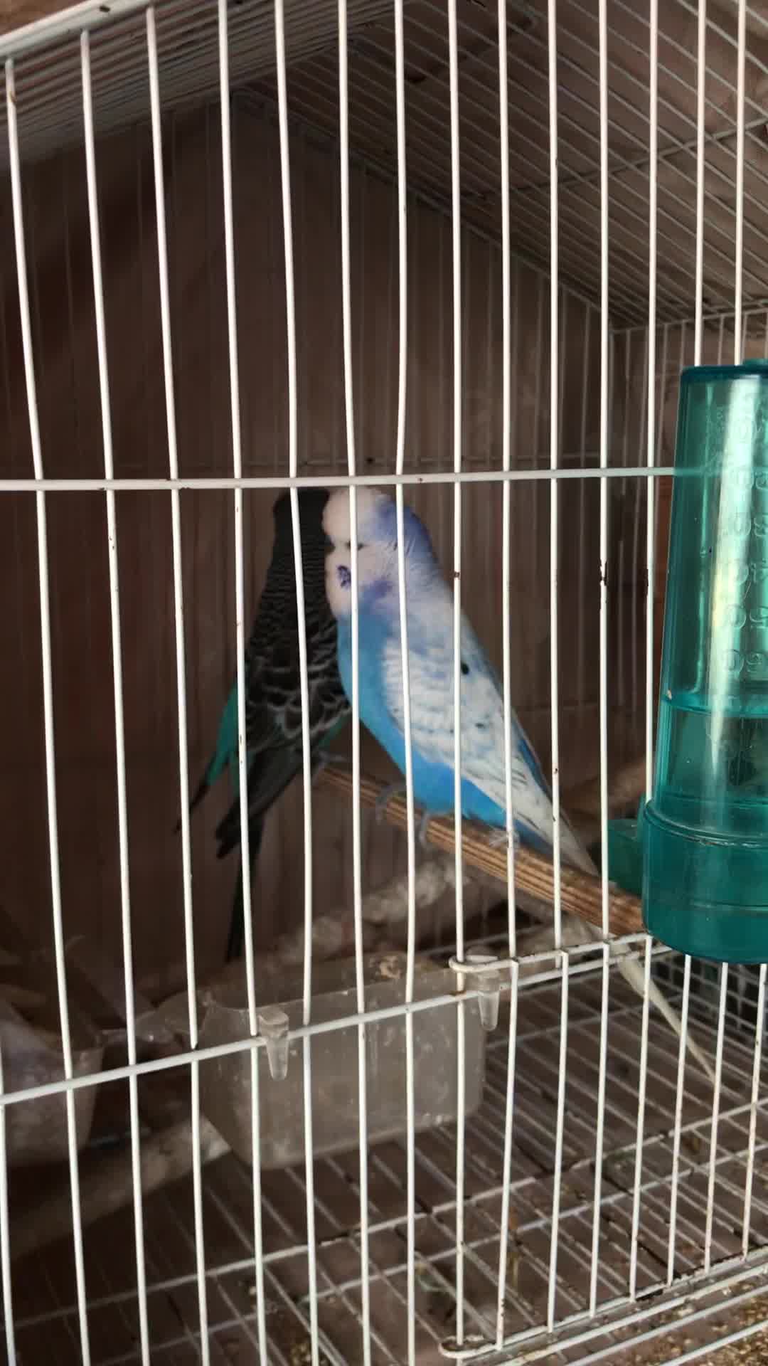 مرغ عشق انگلیسی|پرنده|بندر انزلی, پیل علی باغ|دیوار