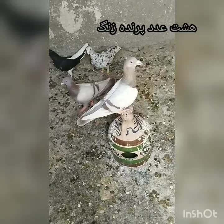 کفتر پرنده|پرنده|قزوین, |دیوار