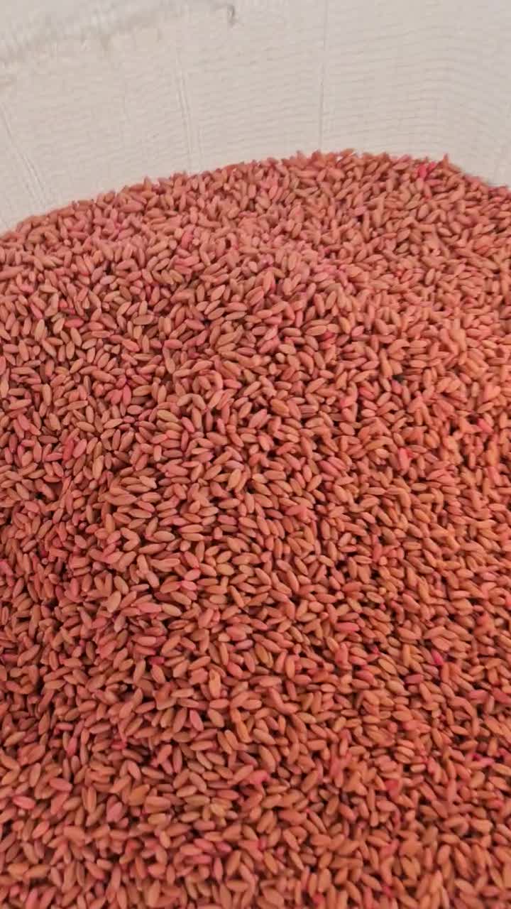 فروش تناژ  بذر گواهی شده رقم هشترود ۲۷۰۰۰ کیلویی|خدمات باغبانی و درختکاری|دیواندره, |دیوار