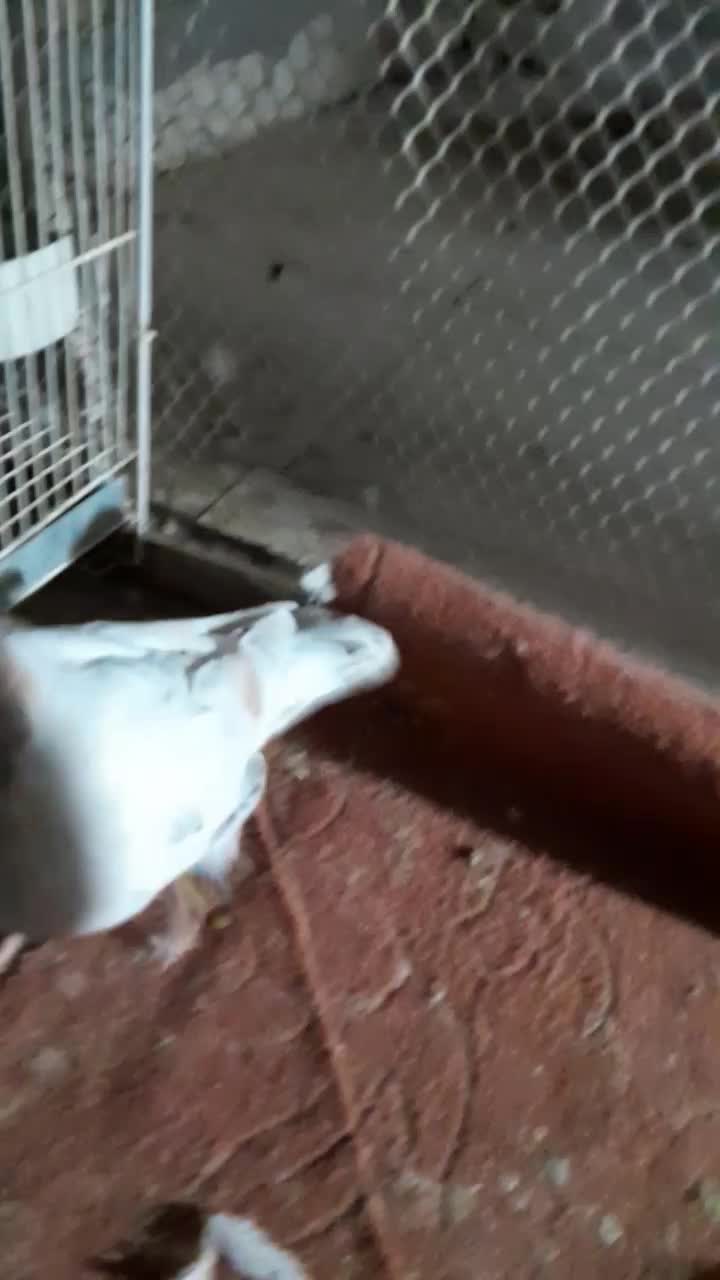 سار قزوینی|پرنده|نیشابور, هفده شهریور|دیوار