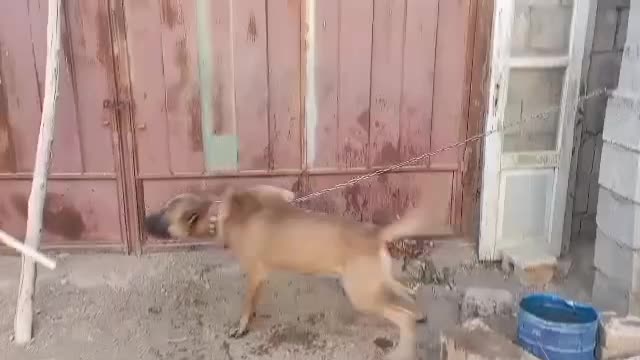 واگذاری سگ|سگ|ماهدشت, |دیوار