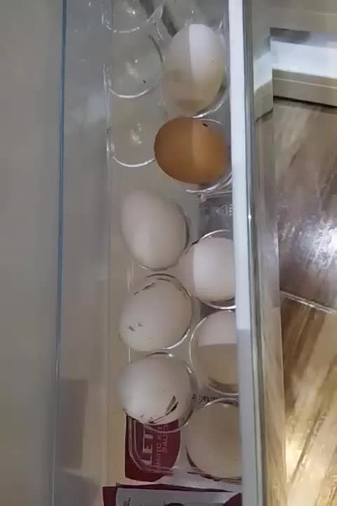 فروش مرغ تخم گذار درجه یک و جوان|حیوانات مزرعه|کویرات, |دیوار