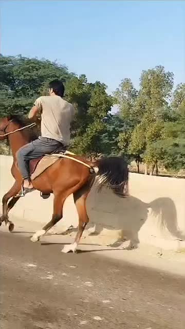 اسب اصیل عربی|اسب و تجهیزات اسبسواری|هندیجان, |دیوار