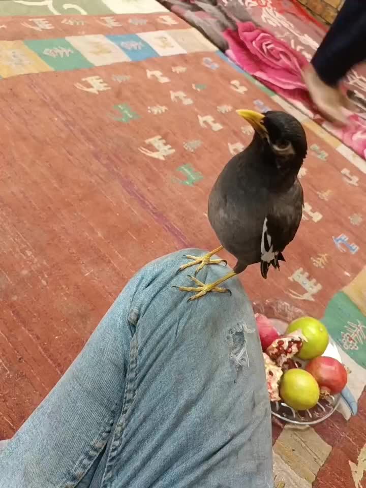 مرغ مینا|پرنده|ری, تصفیه خانه|دیوار