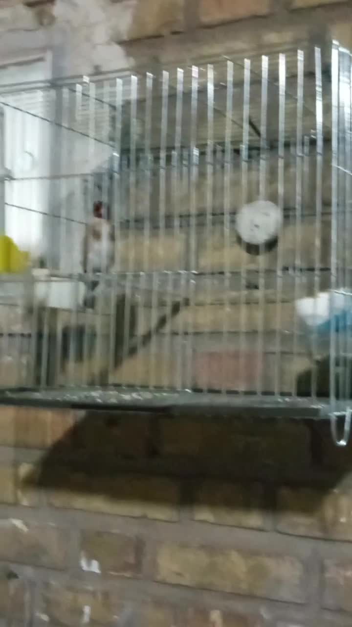 سهره وحش و جفتی قناری|پرنده|اندیمشک, |دیوار