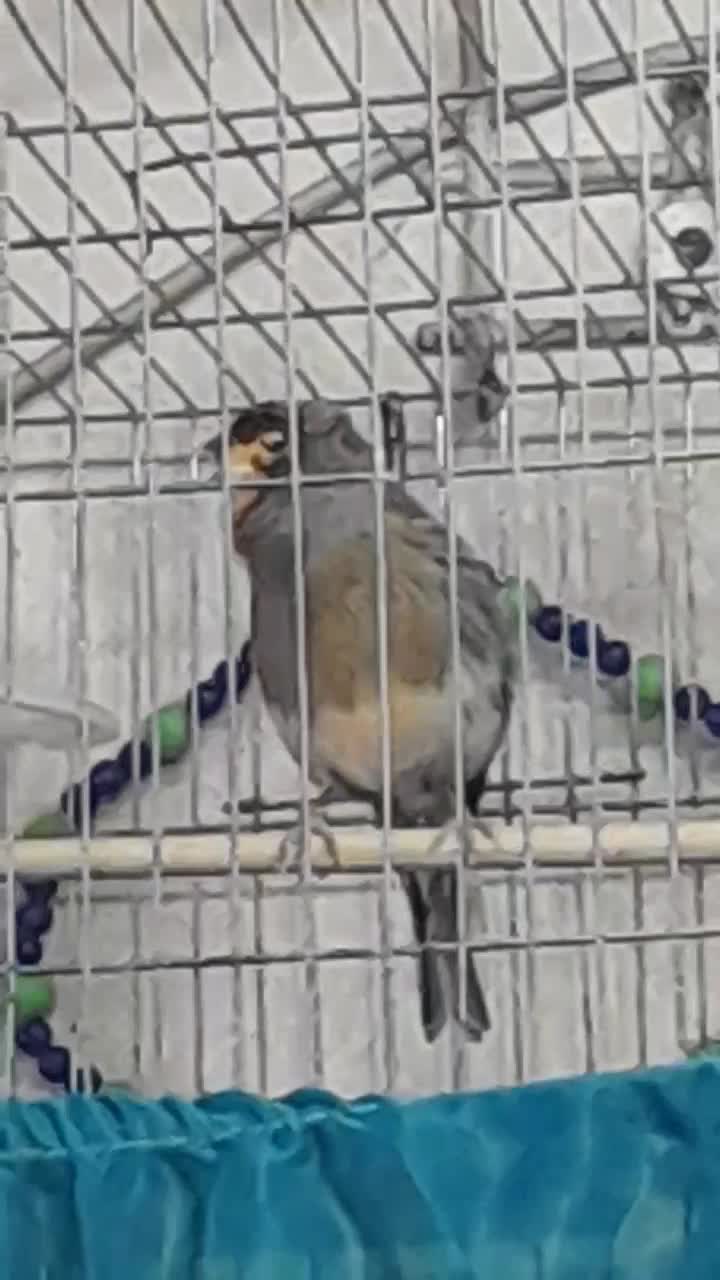 قناری|پرنده|تهران, بهارستان|دیوار