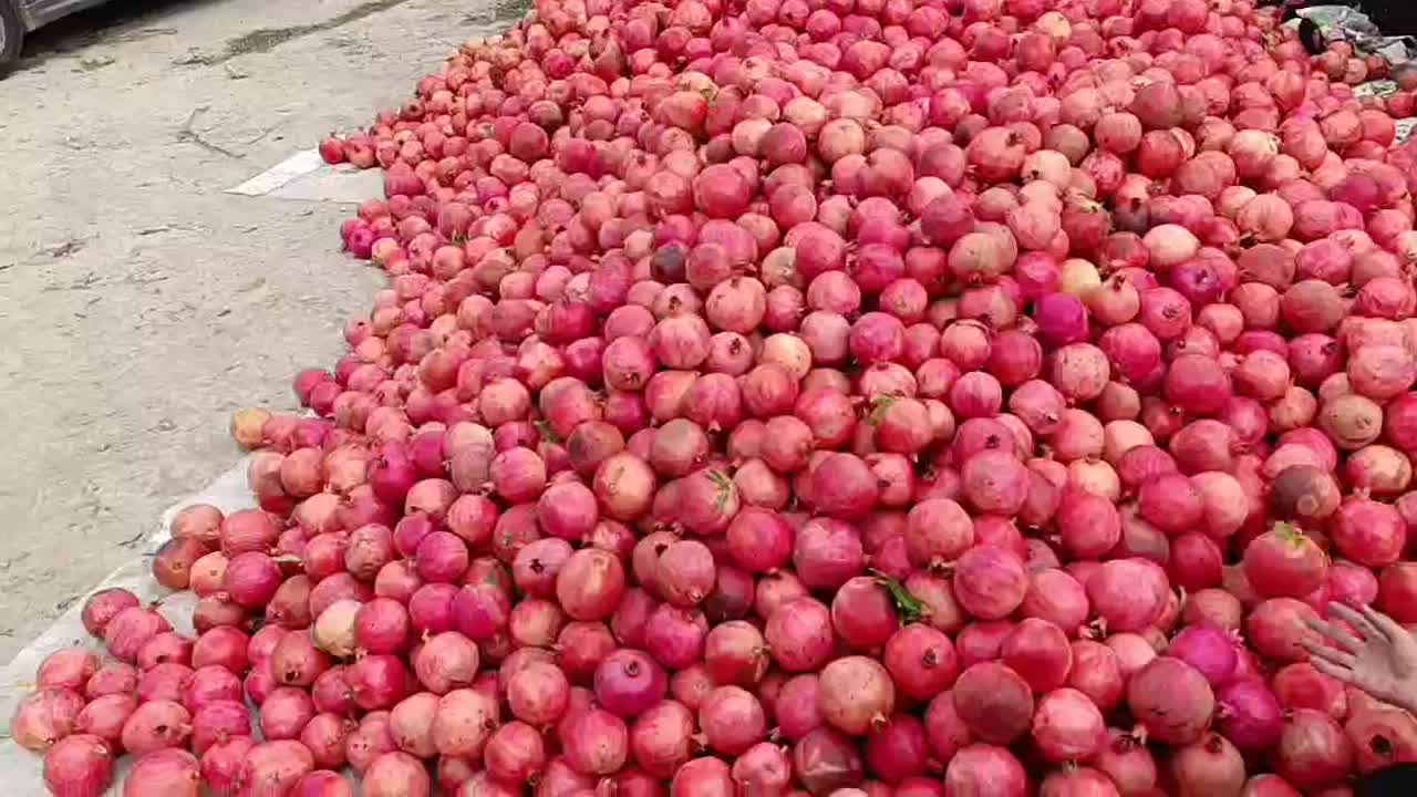 انار ملس ممتاز|عمدهفروشی|کردکوی, |دیوار