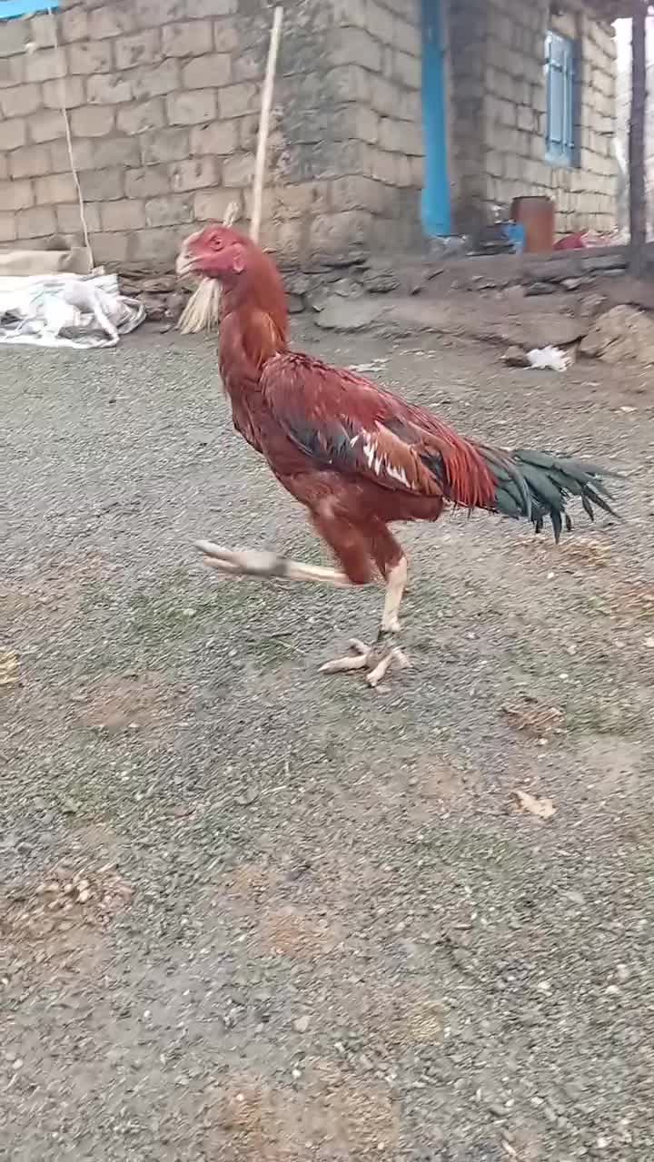 خروس لاری|حیوانات مزرعه|مریوان, |دیوار