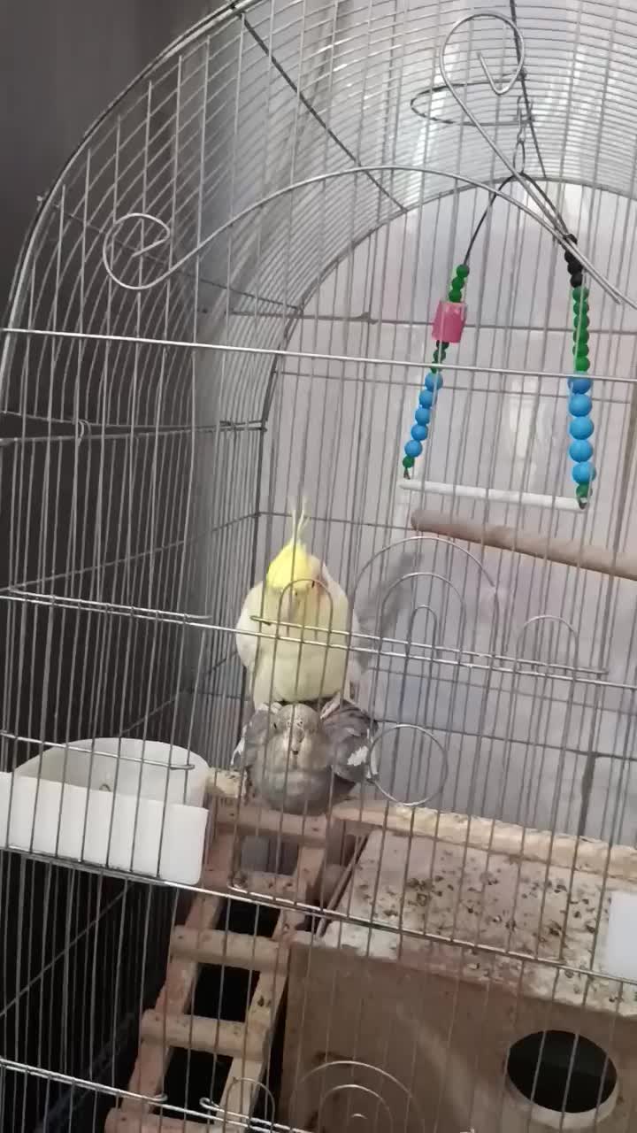 یک جفت عروس هلندی مولد|پرنده|اراک, |دیوار