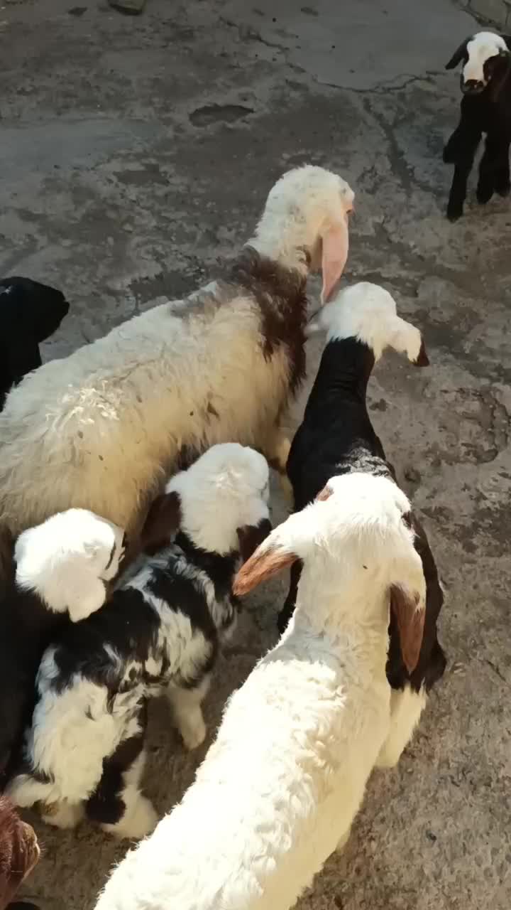 بره شیری و علف خور|حیوانات مزرعه|بروجرد, |دیوار