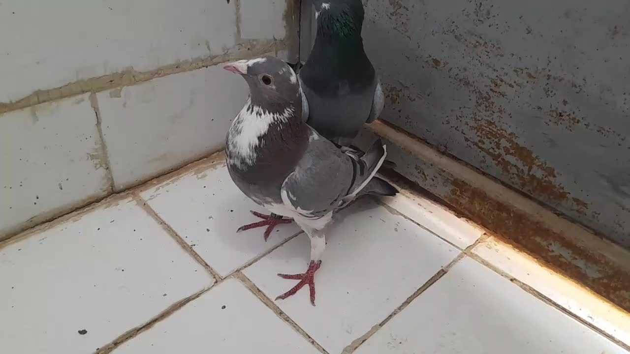 ی جفت آردن|پرنده|مسجد سلیمان, |دیوار