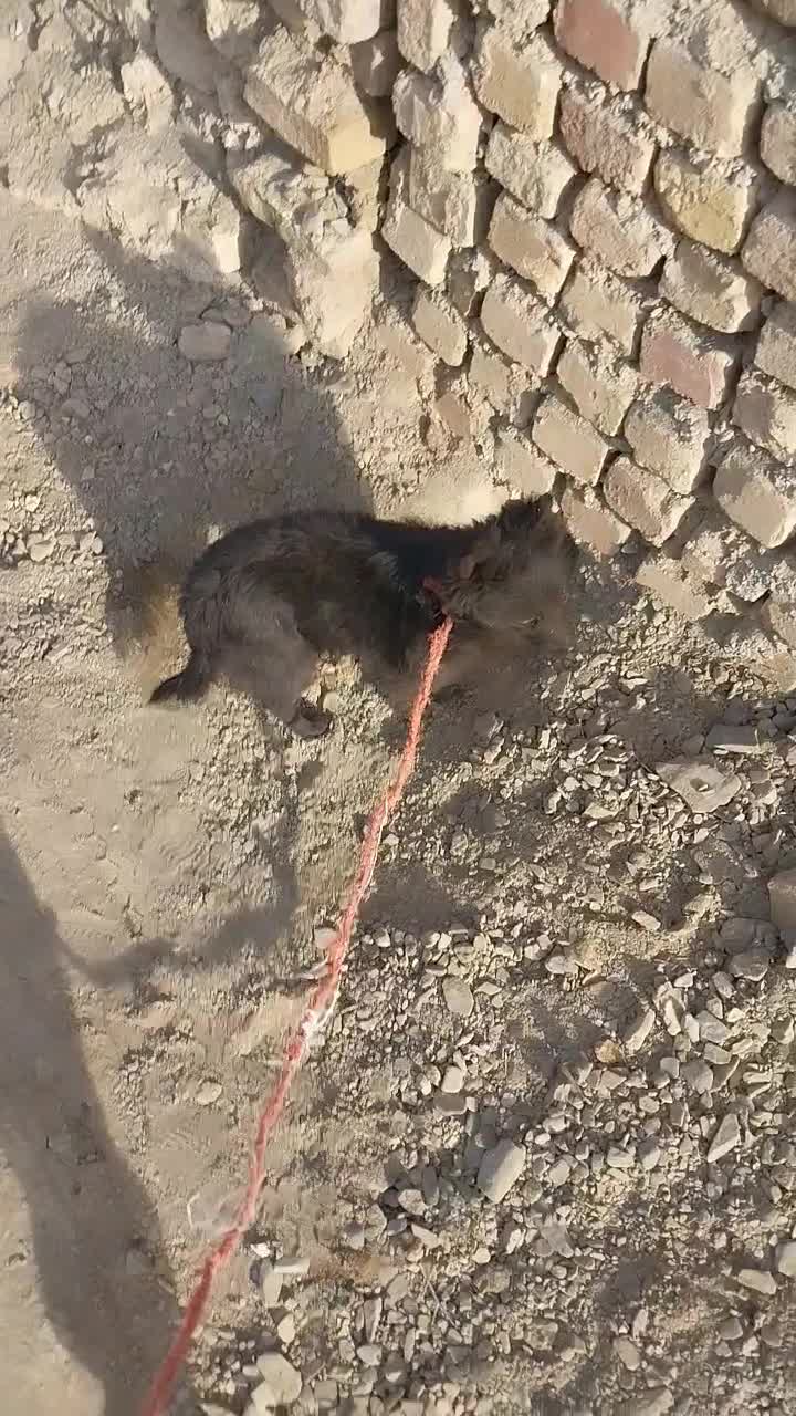 تول جنسیت نر|سگ|ملایر, |دیوار