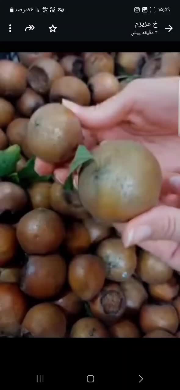 فروش ازگل بصورت عمده وکیلویی|عمدهفروشی|تهران, پرستار|دیوار