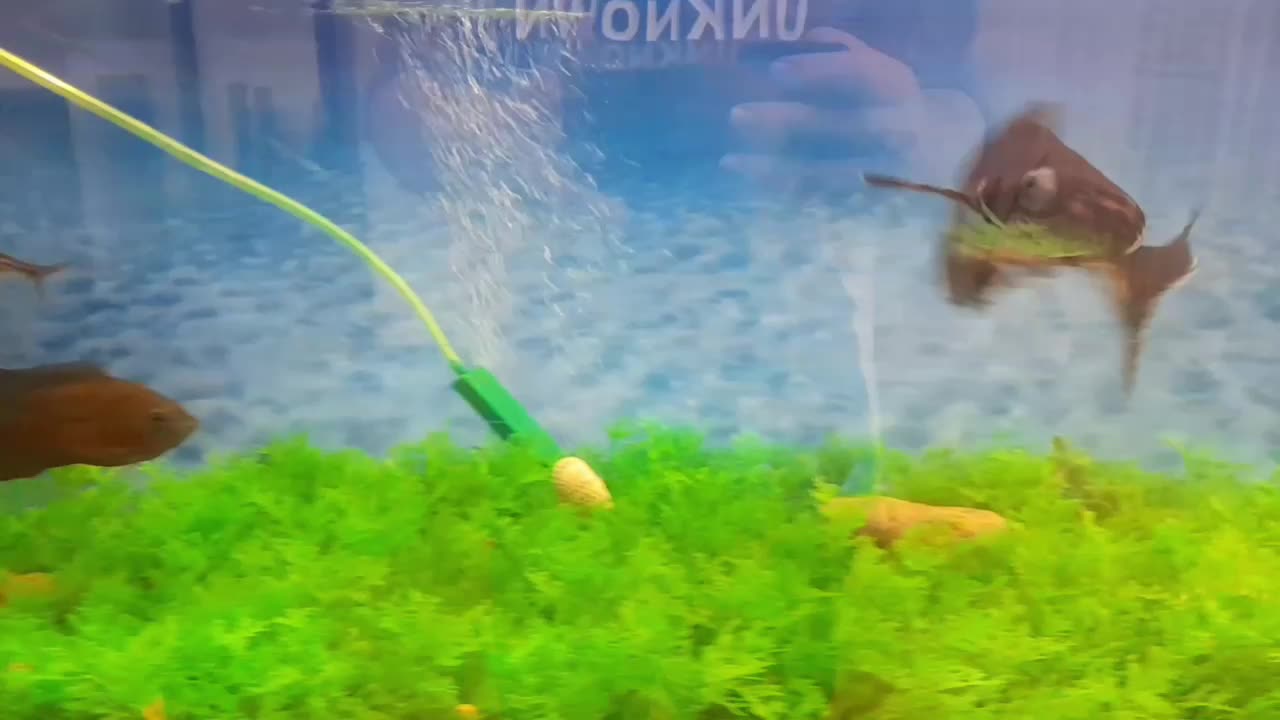 ماهی|ماهی|شیروان (خراسان), |دیوار