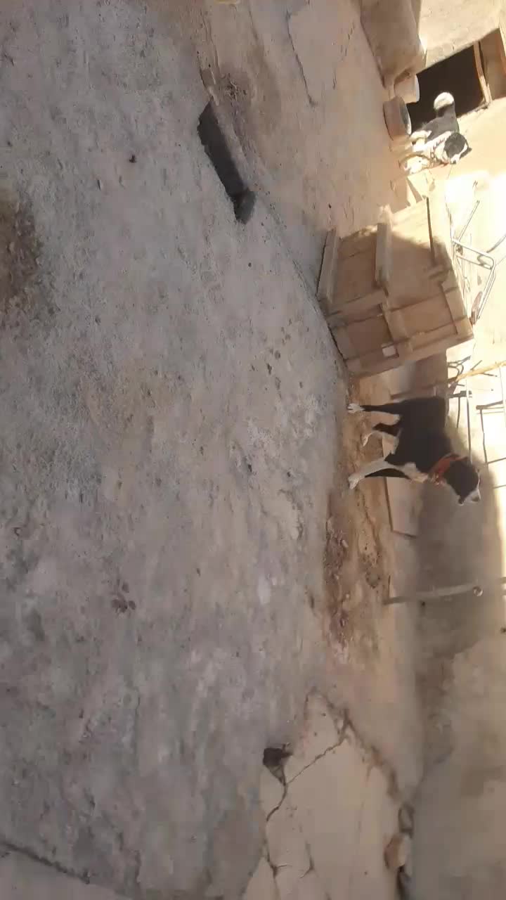 سگ لاس آدمی گله ایی|سگ|دهق, |دیوار