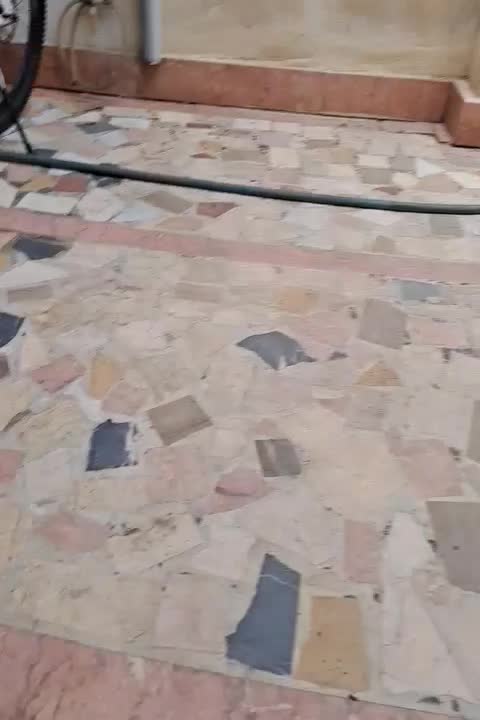 سیکاس|گل و گیاه طبیعی|رشت, تازه آباد|دیوار