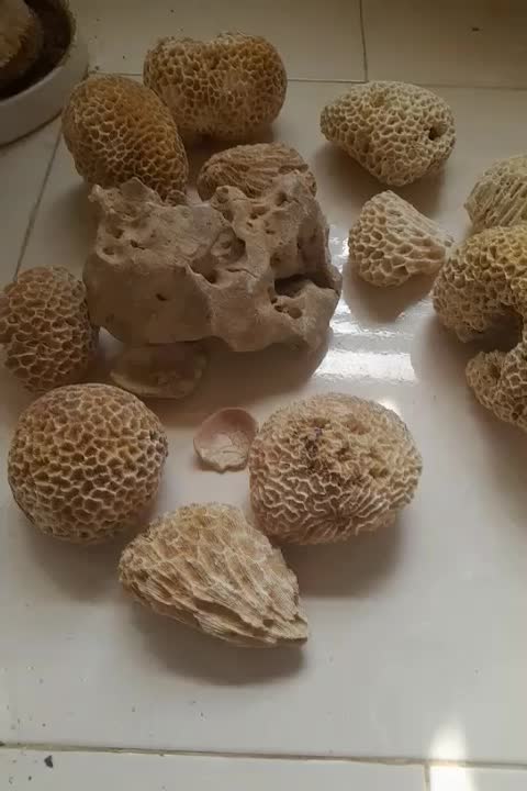 سنگ اکواریم معاوضه با مرغ یا جوجه|ماهی|شاهین‌شهر, خانه کارگر|دیوار