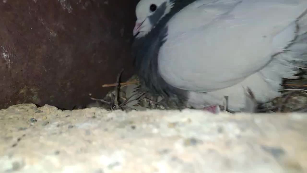 کبوتر|پرنده|صدرا-فارس, فاز ۲|دیوار