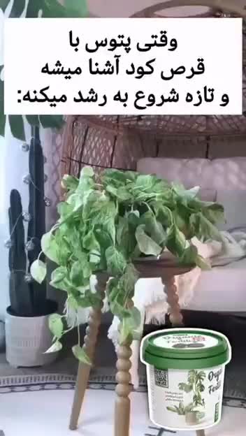 کوداورگانیگ|گل و گیاه طبیعی|شیراز, چنچنه|دیوار