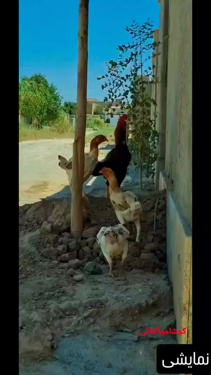 مرغ و خروس کوشامو|حیوانات مزرعه|تهران, مولوی|دیوار