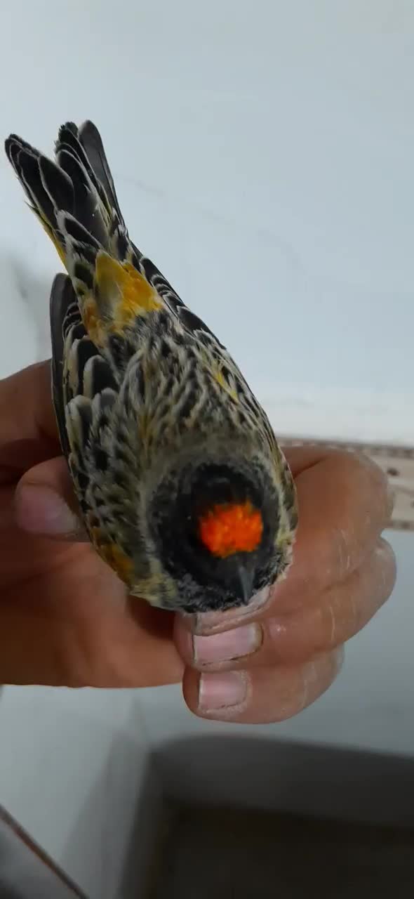 سهره گلبسر|پرنده|کرمانشاه, |دیوار