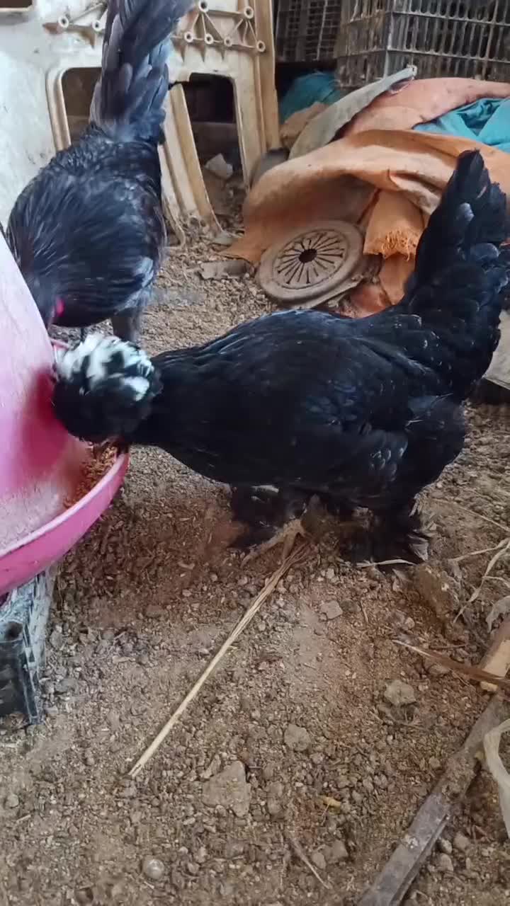 تخم مرغ|خوردنی و آشامیدنی|اسفرورین, |دیوار