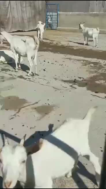 شیر و لبنیات بز مزرعه قشلاق مهرچین|خوردنی و آشامیدنی|قدس, هفت جوی|دیوار