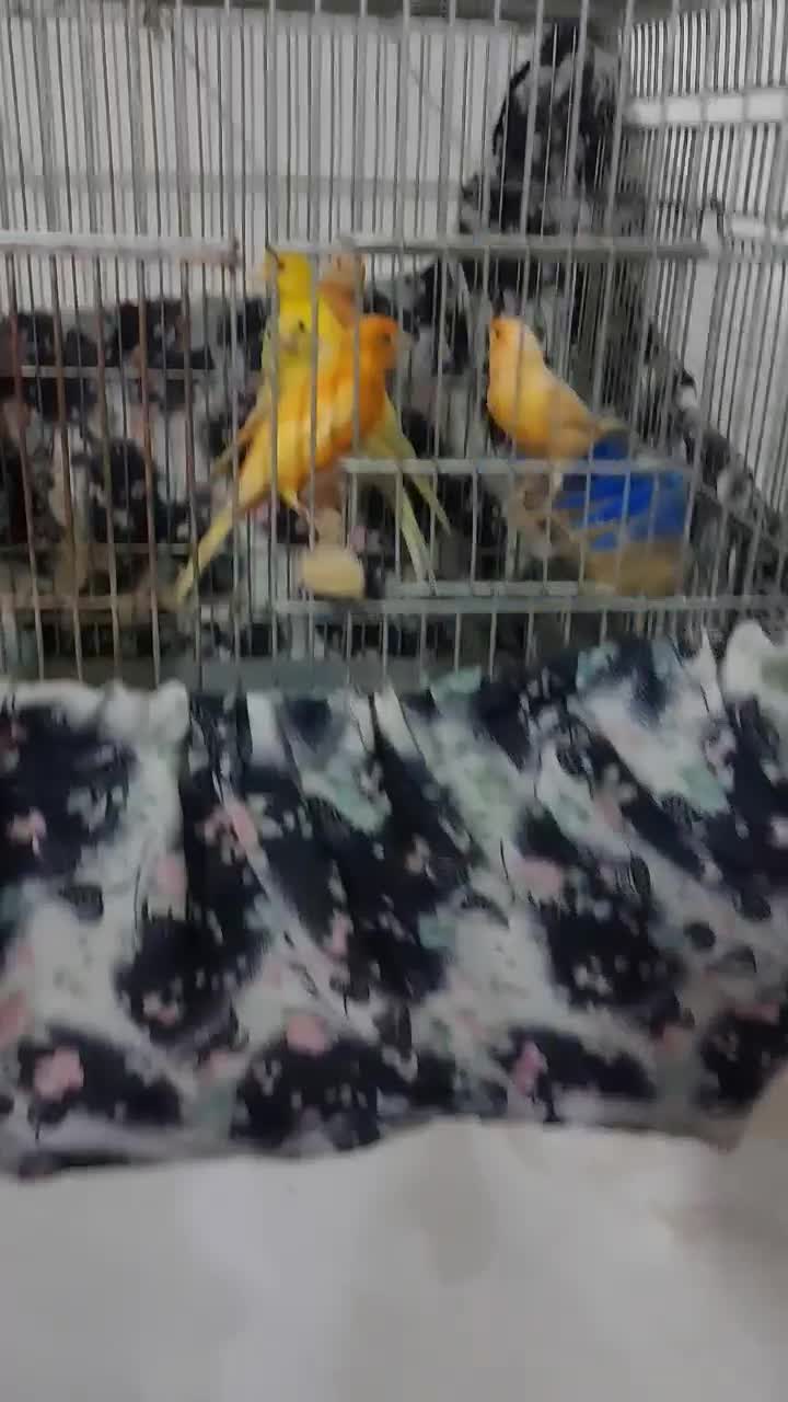 ۲۶ ..عدد ..قناری|پرنده|بروجرد, |دیوار