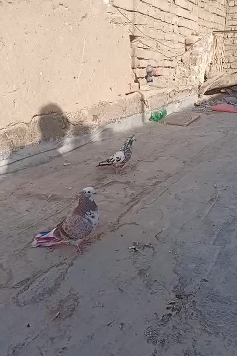 سه عدد کفتر گرفتنی|پرنده|قم, شهرک فاطمیه|دیوار