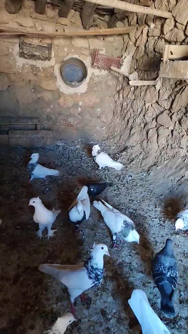 طوقی درجه یک|پرنده|چرام, |دیوار