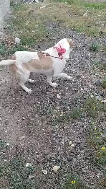 گم شده سگ ماده|سگ|اردبیل, |دیوار