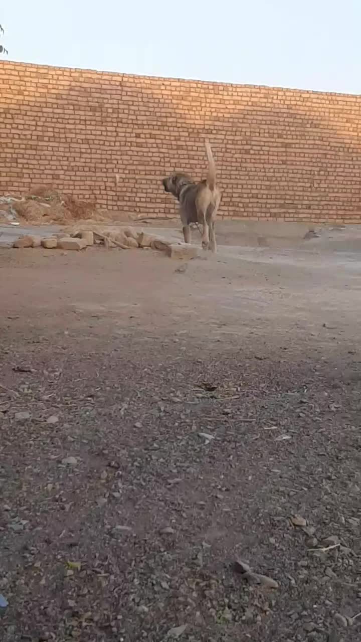 .سگ|سگ|گناباد, |دیوار