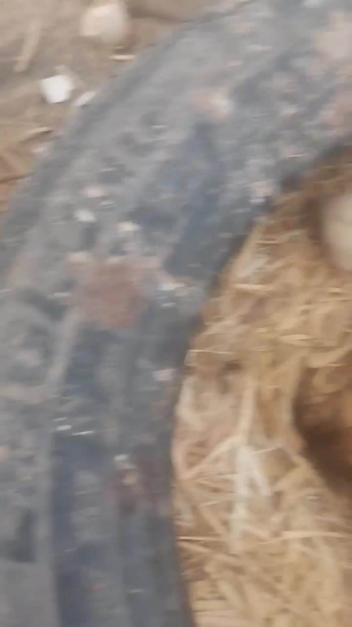 تخم مرغ نطفه دار|حیوانات مزرعه|یزد, |دیوار